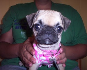 Pug with pink and white shirt