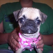 Pug with pink and white shirt