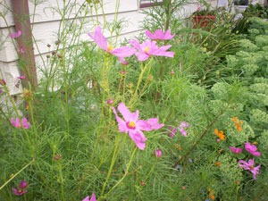 Pink cosmos in garden.