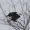 Bald Eagle (Kansas)