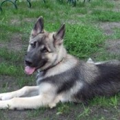 Dog lying down in yard.