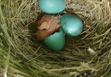 Baby robin in nest with other eggs.