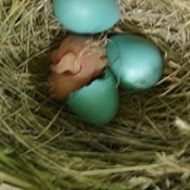 Baby robin in nest with other eggs.