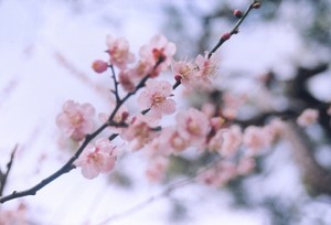 Cherry blossoms in the spring