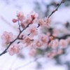 Cherry blossoms in the spring