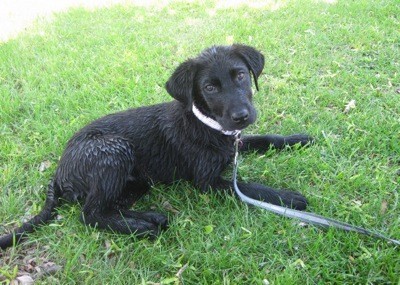 Black dog in yard on leash.