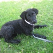 Black dog in yard on leash.