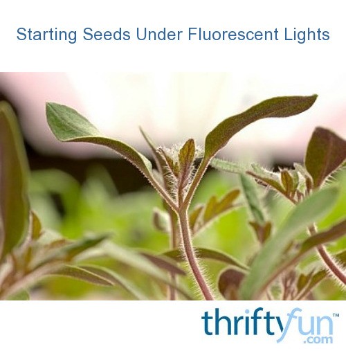 Starting Seeds Under Fluorescent Lights ThriftyFun