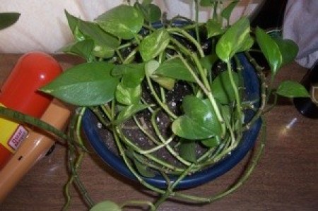 A green houseplant with heart shaped leaves.