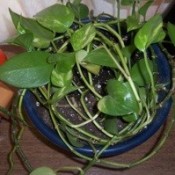 A green houseplant with heart shaped leaves.