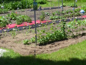 Red tablecloths over soil.
