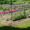 Red tablecloths over soil.