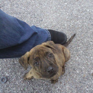 Tan and dark brown Pit looking puppy.