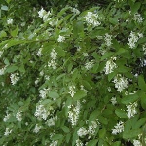 Plant with clusters of small fragrant white flowers.