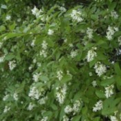 Plant with clusters of small fragrant white flowers.