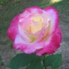 Pink and white tea rose