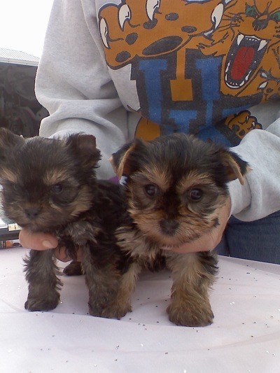 Two Yorkie puppies on a table.