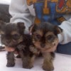 Two Yorkie puppies on a table.