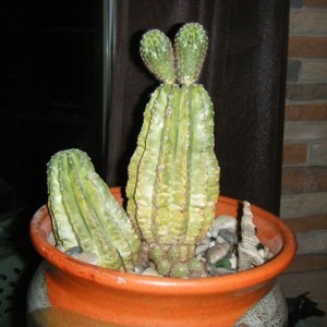 Yellowing Cactus