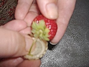 Use Bottle Cap as Strawberry Huller