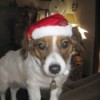 A dog wearing a Santa hat.