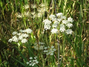 white wild flowers