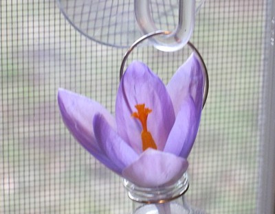 Light purple crocus bloom.