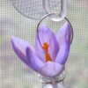 Light purple crocus bloom.