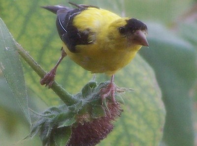 Goldfinch - male goldfinch