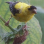 Goldfinch - male goldfinch