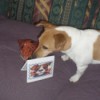 A dog with a card and present.