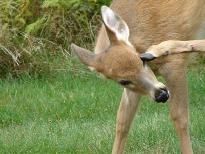 Wildlife: Fawn