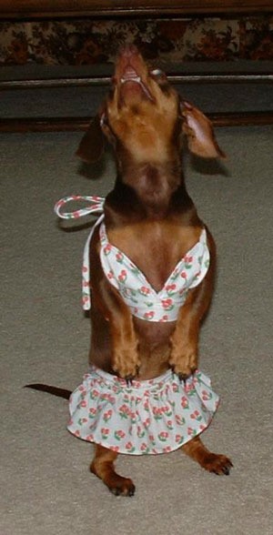 dachshund in dress looking up