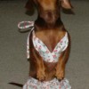 dachshund in dress looking up