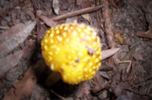 yellow garden mushroom