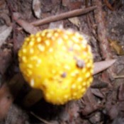 yellow garden mushroom