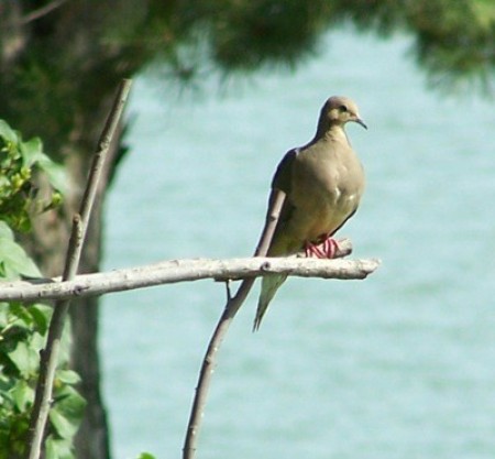 Mourning Dove