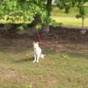 white husky shepherd