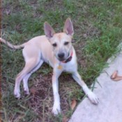 Cream and tan dog with large ears and long legs.
