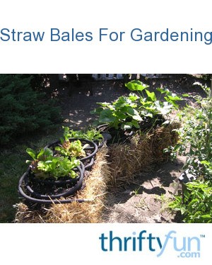 Using Straw Bales For Gardening | ThriftyFun