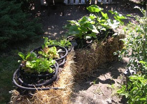 Straw Bales For Gardening