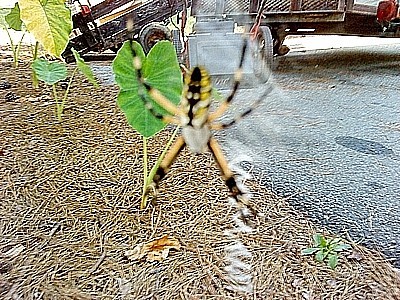 A banana spider hanging in a garden area.