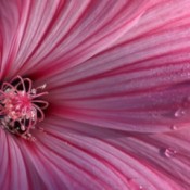 Closeup of Lavatera (Morning Tears)