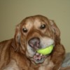 Dog chewing tennis ball.