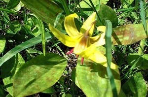 Pendulous yellow lily like flower with mottled leaves.