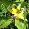 Pendulous yellow lily like flower with mottled leaves.