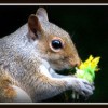 Squirrels Eating Sunflowers