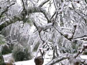 ice coated branches