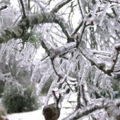 ice coated branches