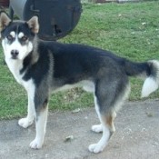 Black and white mix dog.